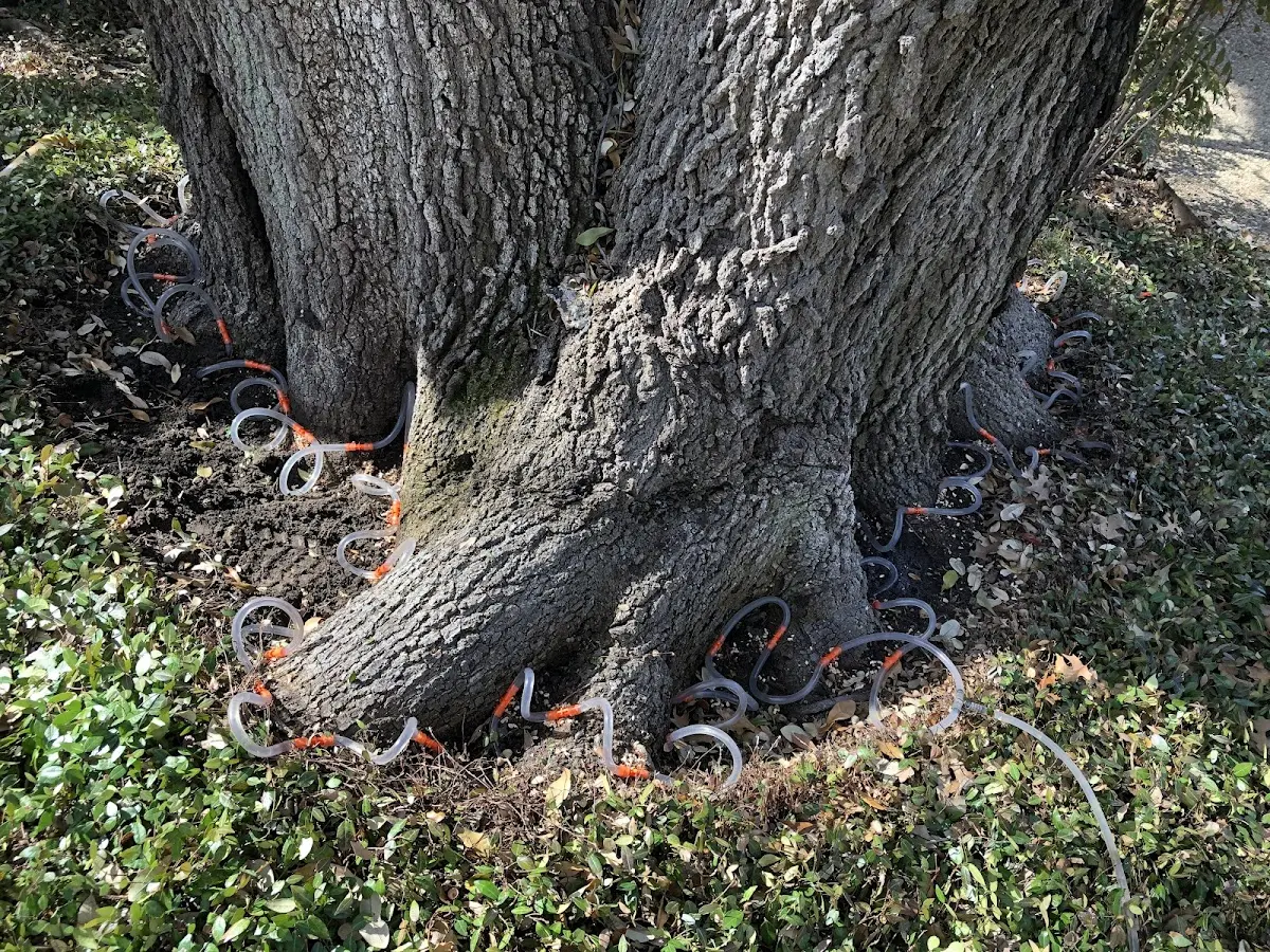 Detailed Tree Cabling and Bracing job site in Lake Nebagamon